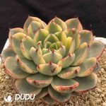Echeveria Paso Doble Variegated - Image 2