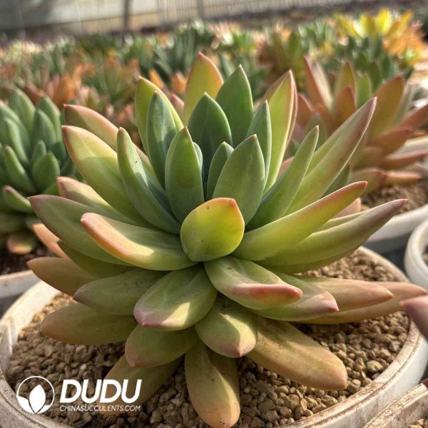 Pachyphytum Song of The Sea - Image 2