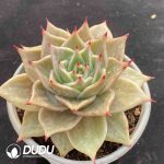 Echeveria Star Variegated - Image 2