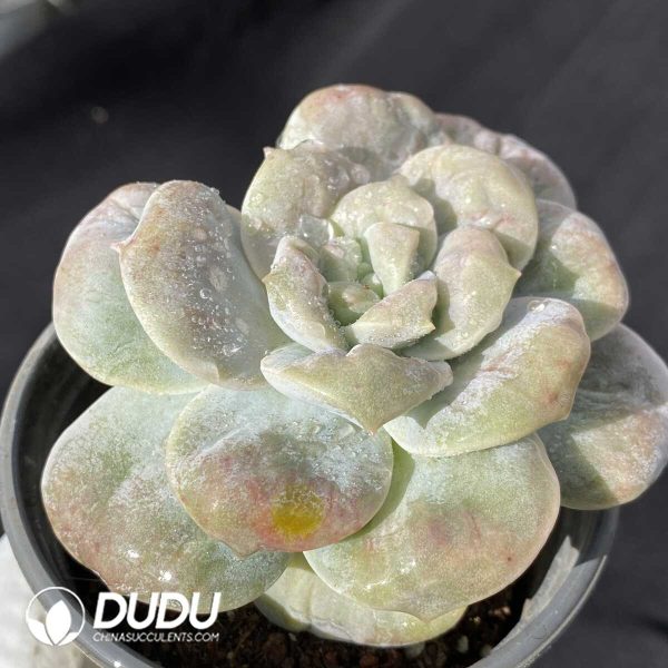 Sedum Tumors Rose - Image 2