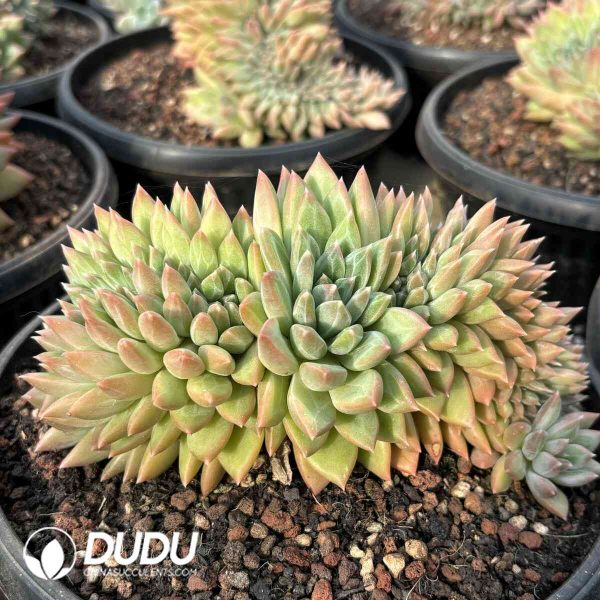 Pachyphytum Green Orange Cristata - Image 2