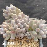 Pachyphytum Mike Milk Clustering - Image 2