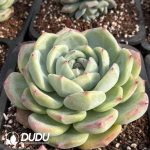 [RTS]Echeveria White Pulledsugar - Image 2