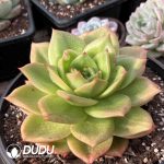Echeveria Lion King - Image 2