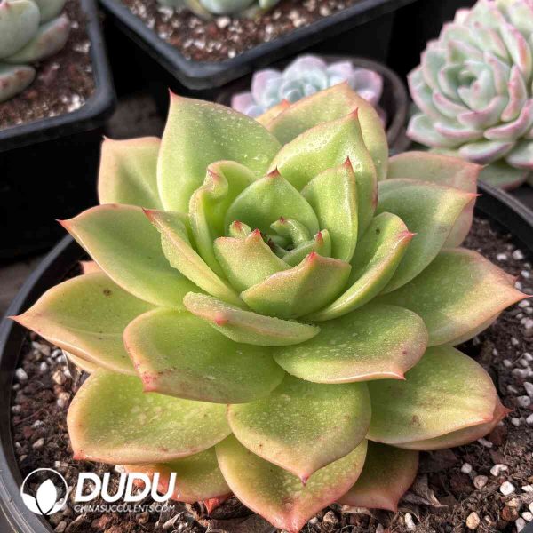 Echeveria Lion King - Image 2