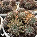 Pachyphytum Yan Zi Clustering - Image 2
