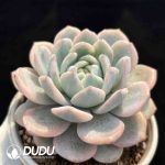 Echeveria Orange Variegated - Image 2