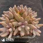 Pachyphytum Candy Beauty Clustering - Image 2