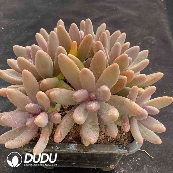 Pachyphytum Candy Beauty Clustering - Image 2