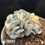 Echeveria Exotic Variegated - Image 2