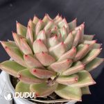 Echeveria Maria - Image 2