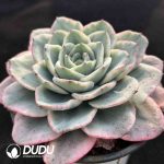 Echeveria  Creamy Peach Variegated - Image 2