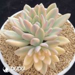 Graptoveria Opalina Variegated - Image 2