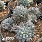 Pachyphytum Enlightenment Clustering - Image 2