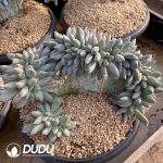 Pachyphytum Gothic Cristata - Image 2