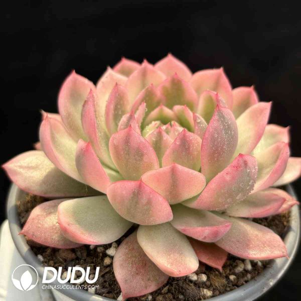 Echeveria Pink Crystal - Image 2
