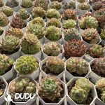 Echeveria Malgan Mix - Image 2