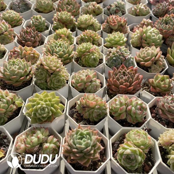 Echeveria Malgan Mix - Image 2