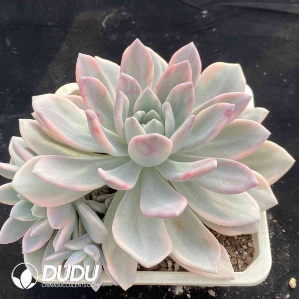 Graptoveria Opalina Variegated - Image 2