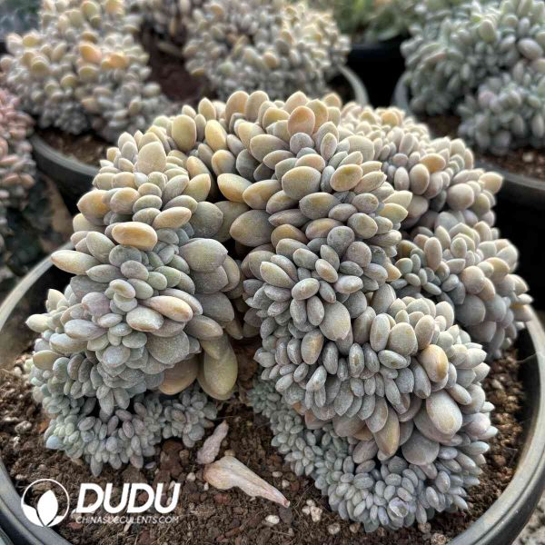 Graptoveria Snow Bunny Cristata - Image 2