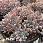 Graptoveria Opalina Cristata - Image 2