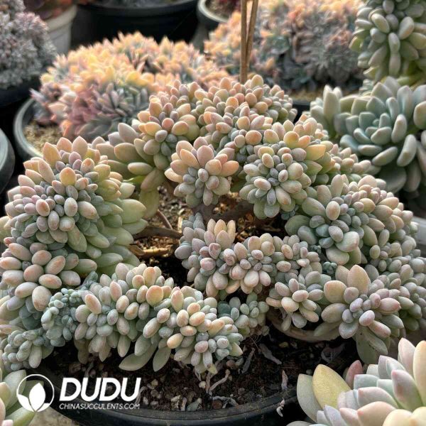 Graptoveria Xylitol Cristata - Image 2