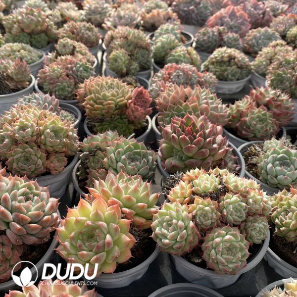 Echeveria Beauty Clustering - Image 2