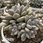 Pachyphytum Original Yu Beauty Clustering - Image 2