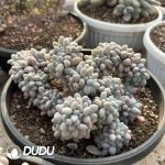 Graptopetalum Tangyuan Cristata - Image 2