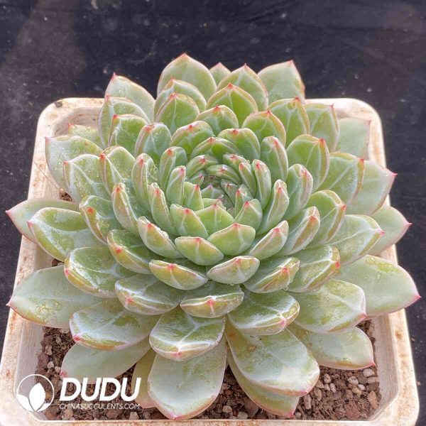 Echeveria Snow Jenny - Image 2