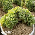 Echeveria Peach Pride Cristata - Image 2