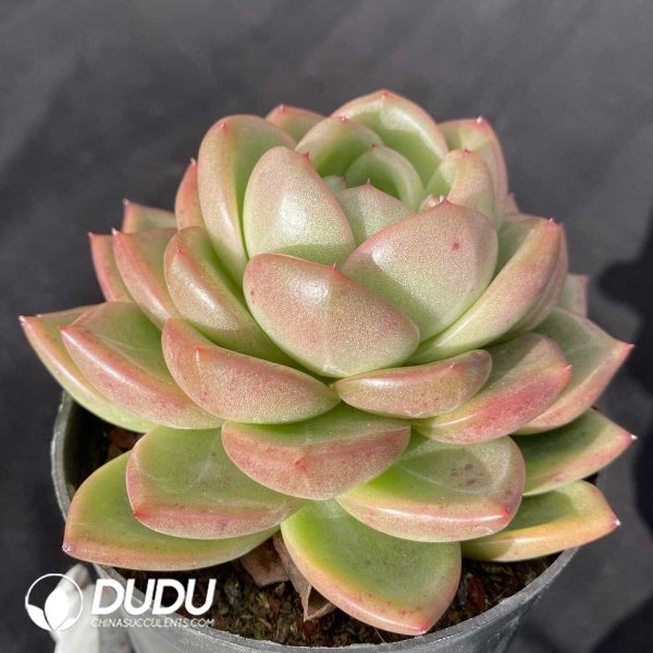 Echeveria Charming Jenny - Image 2