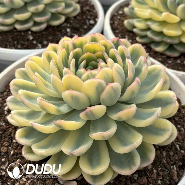 Echeveria Strawberry Ice Variegated - Image 2