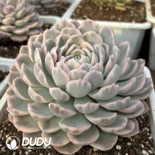 Echeveria Snowball Variegated - Image 2