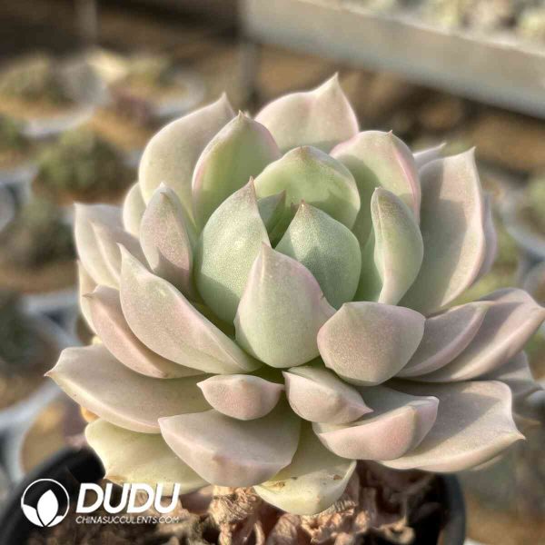 Echeveria Keluoti - Image 2