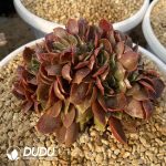 Echeveria Red Light Cristata - Image 2