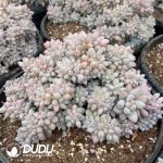 Pachyphytum Solomon Cristata - Image 2