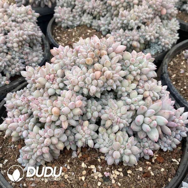 Pachyphytum Solomon Cristata - Image 2