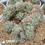 Echeveria Little Lantern Cristata - Image 2