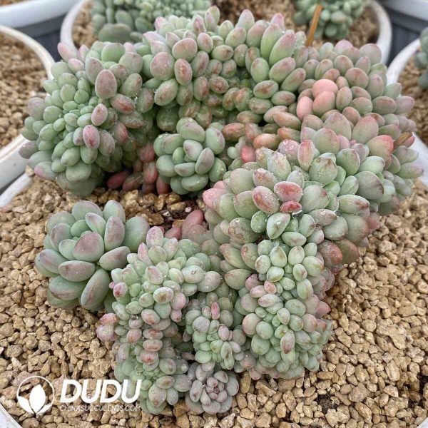 Echeveria Little Lantern Cristata - Image 2