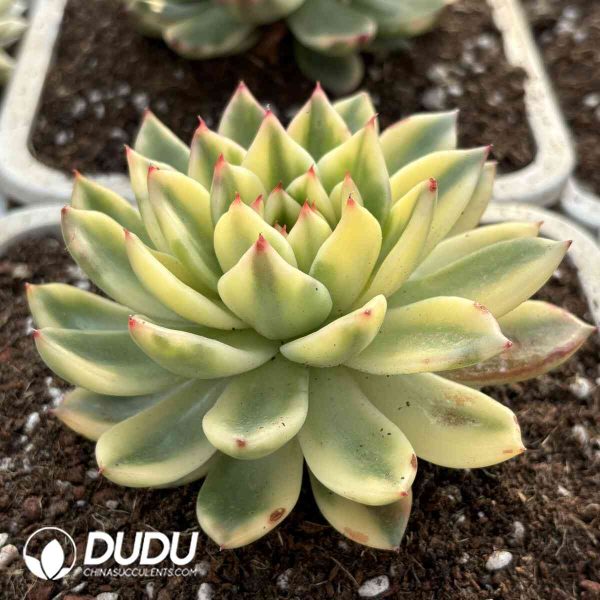 Echeveria Asna Variegated - Image 2