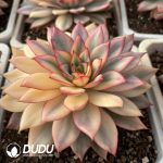 Echeveria Moon Goddess Variegated - Image 2