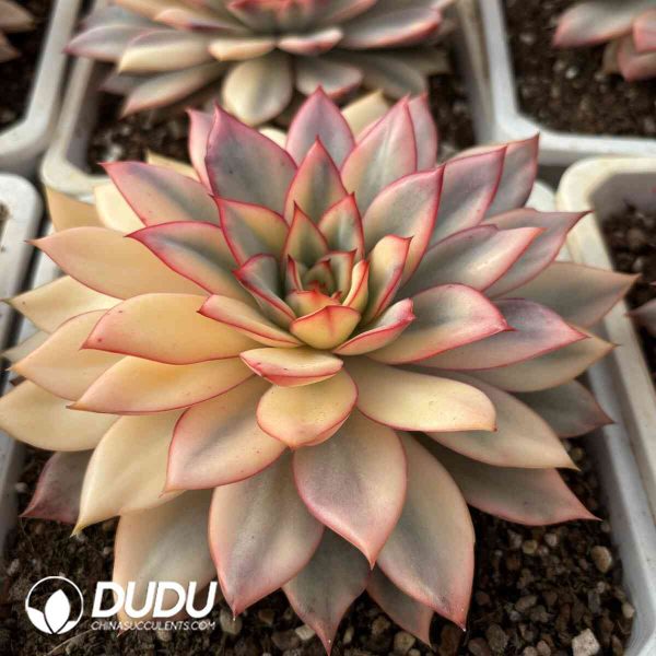 Echeveria Moon Goddess Variegated - Image 2