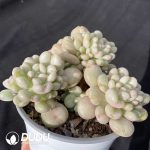 Echeveria Bill Gates Clustering - Image 2