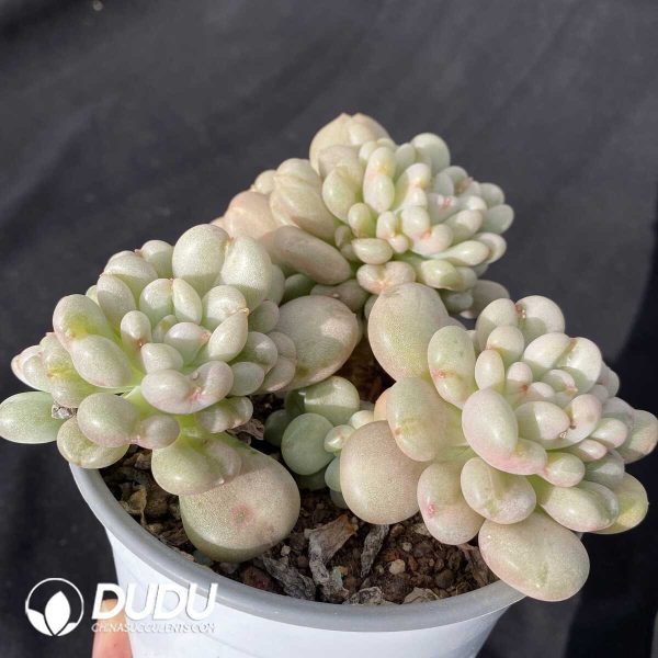 Echeveria Bill Gates Clustering - Image 2