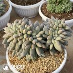 Pachyphytum Gothic Cristata - Image 2