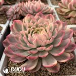 Echeveria Pink Crystal - Image 2