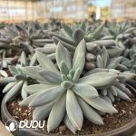 Pachyphytum Gothic Clustering - Image 2