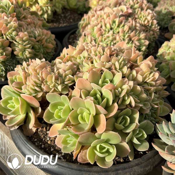 Pachyphytum Silk Cristata - Image 2