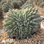 Echeveria Orange Variegated Cristata - Image 2